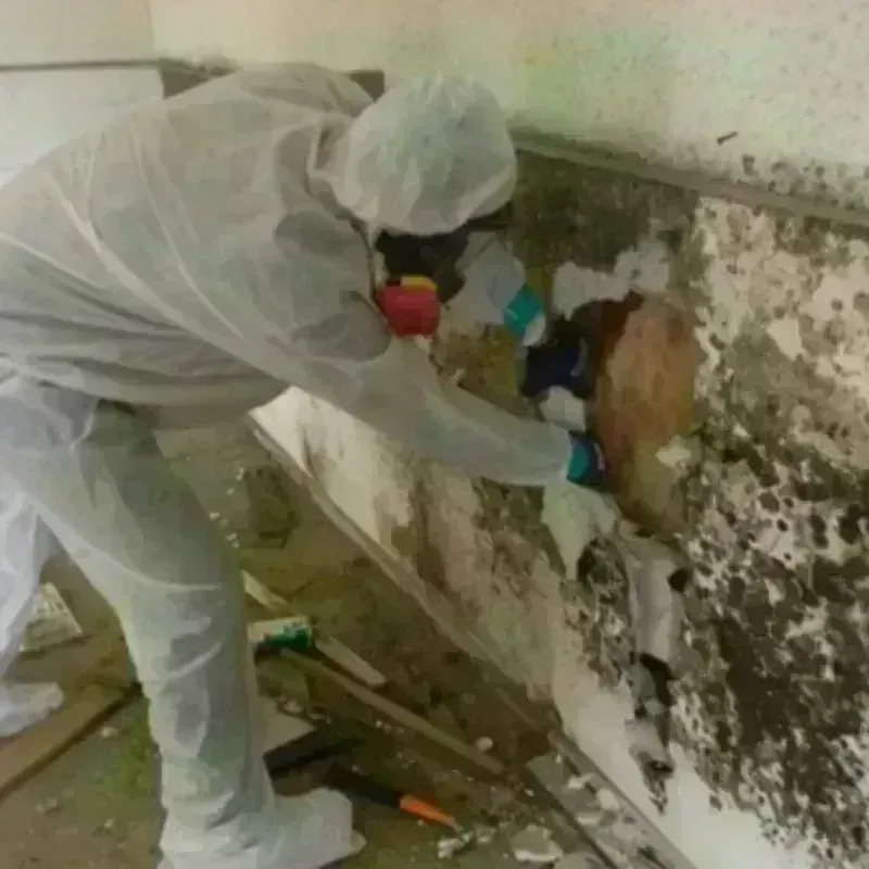 Mold Remediation and Removal in East Feliciana Parish, LA